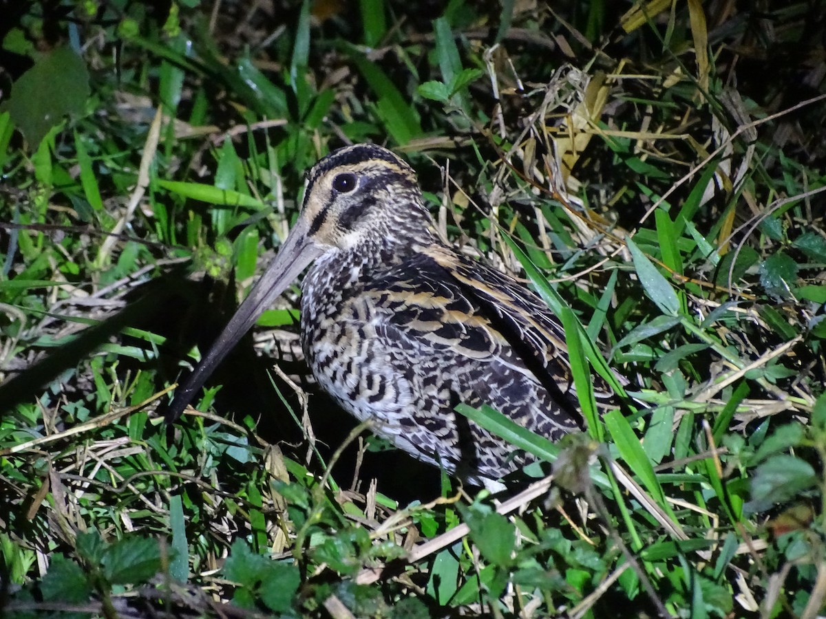 Giant Snipe - ML204842371