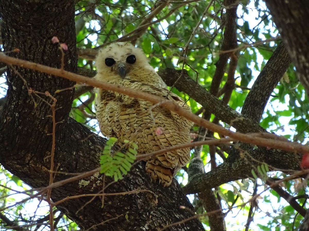 Pel's Fishing-Owl - ML204842381