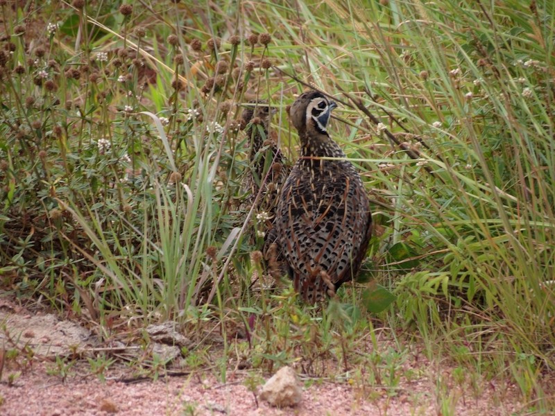 Ocellated Quail - ML204842431