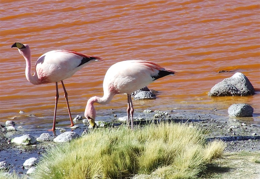 James's Flamingo - ML204842611