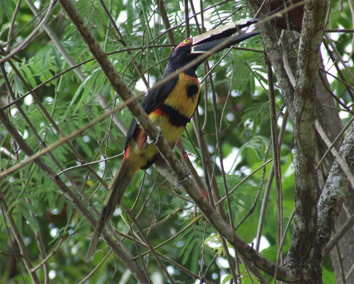 Collared Aracari (Collared) - ML204842671