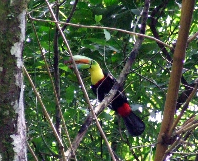 Keel-billed Toucan - ML204842681