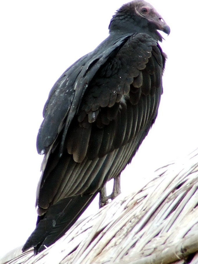 Turkey Vulture - ML204842781