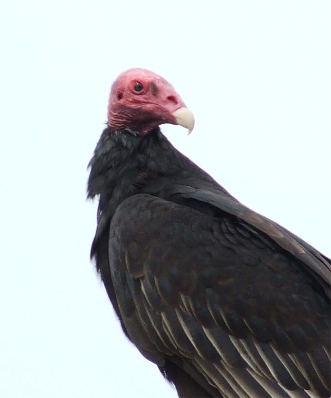 Turkey Vulture - oscar delareina