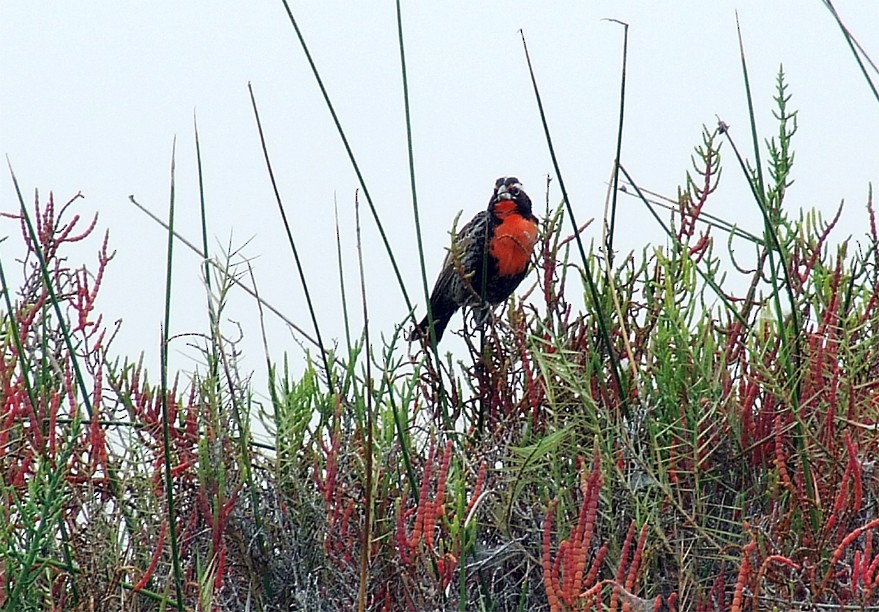 Peruvian Meadowlark - ML204842801