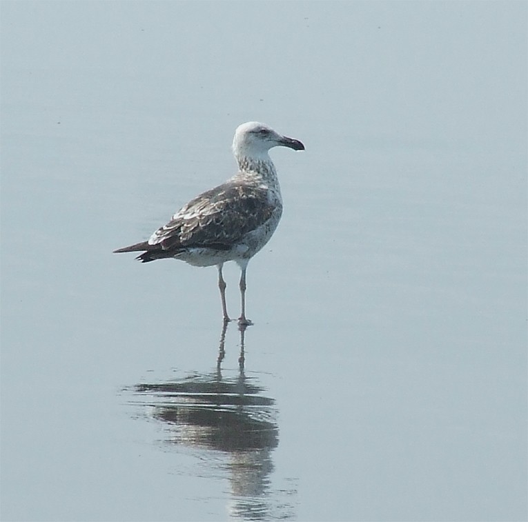 Kelp Gull - ML204842811