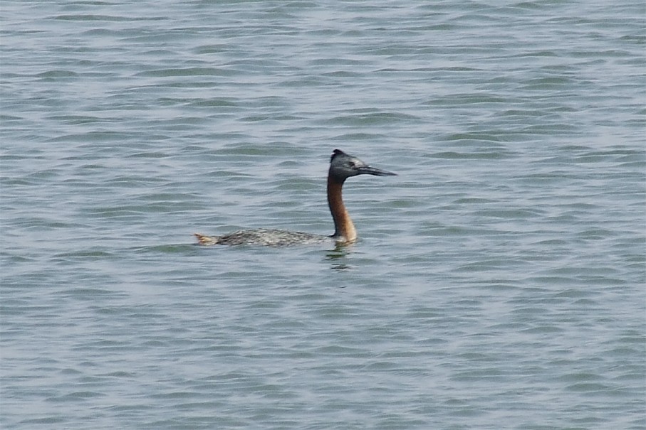 Great Grebe - ML204842831