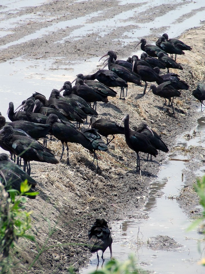 Puna Ibis - oscar delareina