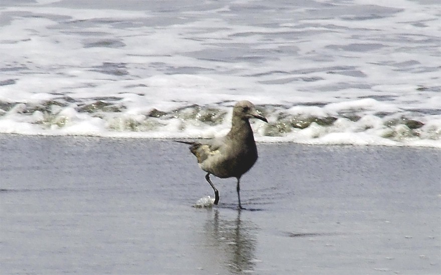 Gray Gull - ML204842861