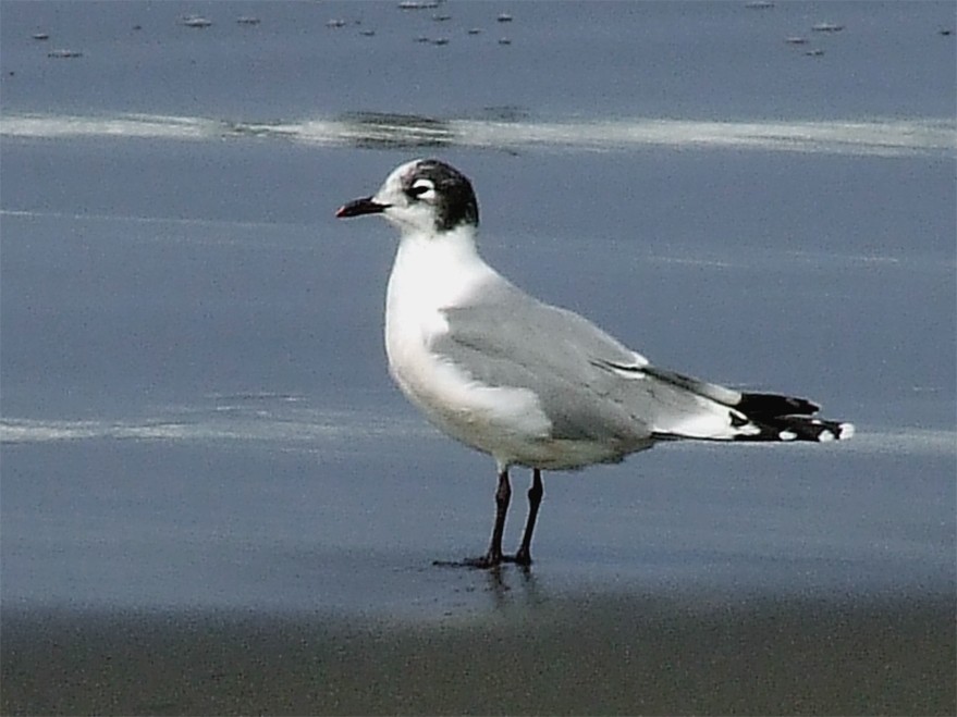 Franklin's Gull - ML204842871