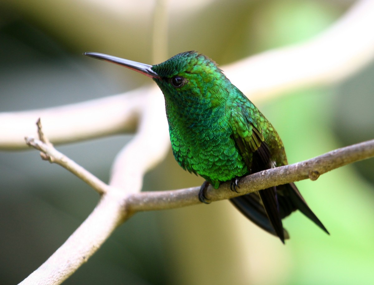 Copper-rumped Hummingbird - ML204843311