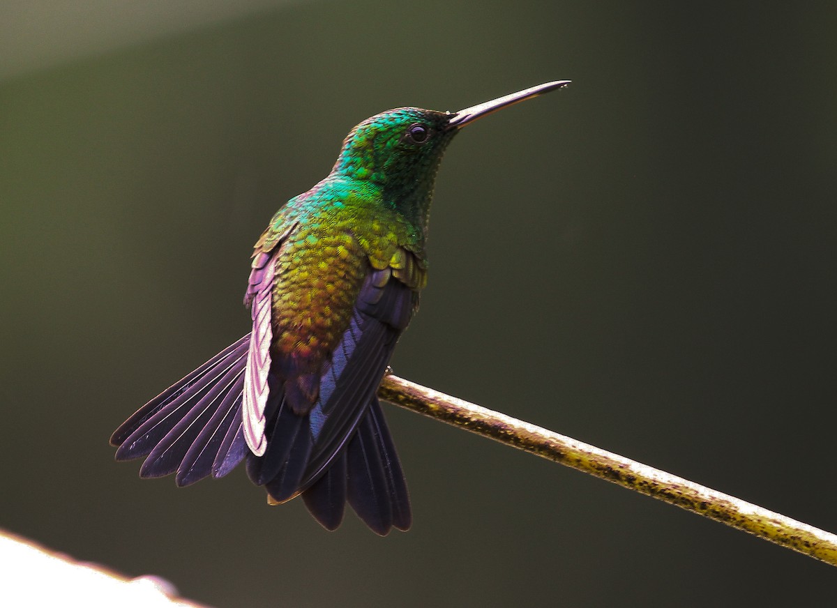 Copper-rumped Hummingbird - ML204843351