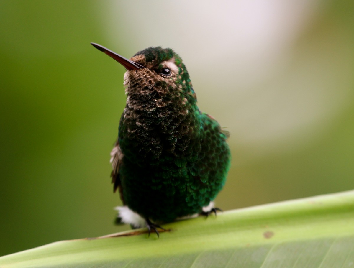 kolibřík měděnořitý - ML204843361
