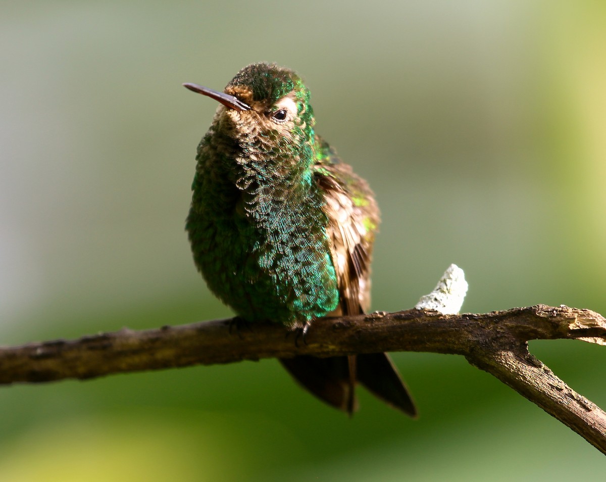 kolibřík měděnořitý - ML204843371