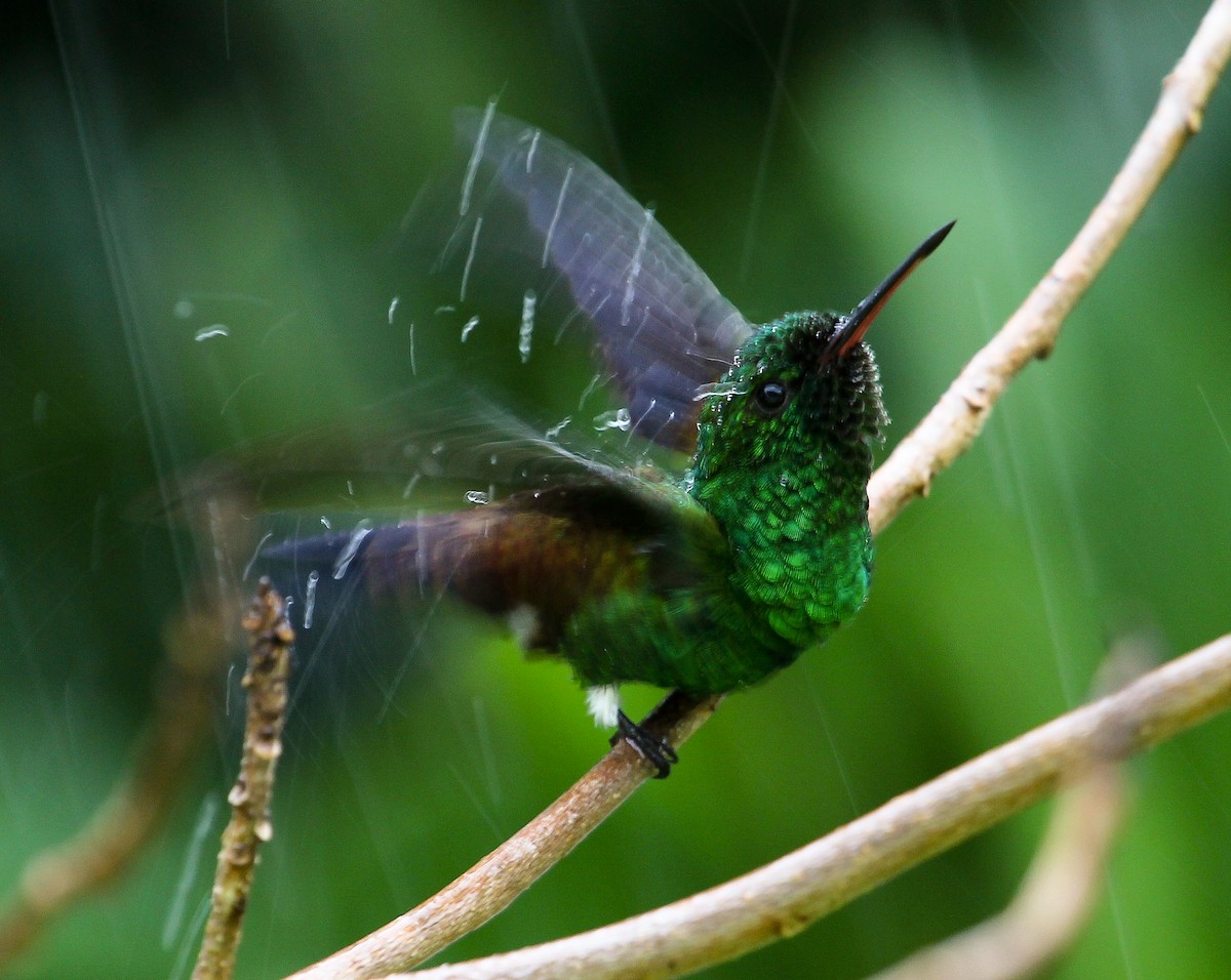 Copper-rumped Hummingbird - ML204843381