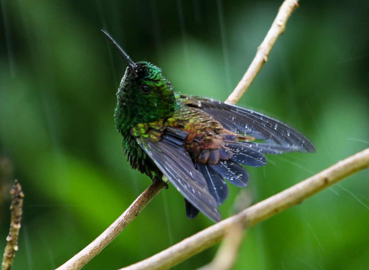 Copper-rumped Hummingbird - ML204843391