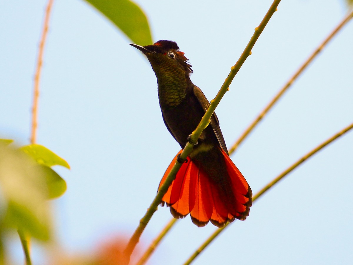 Ruby-topaz Hummingbird - ML204843501