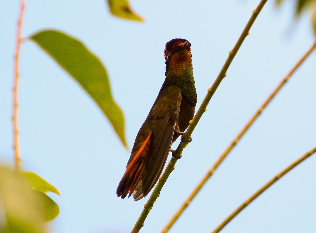 Ruby-topaz Hummingbird - ML204843521