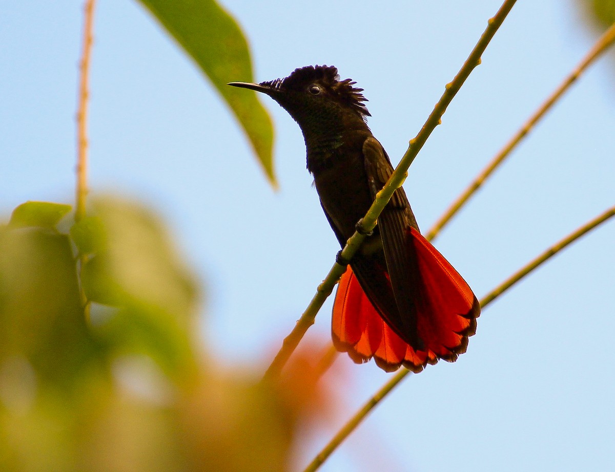 Ruby-topaz Hummingbird - ML204843531