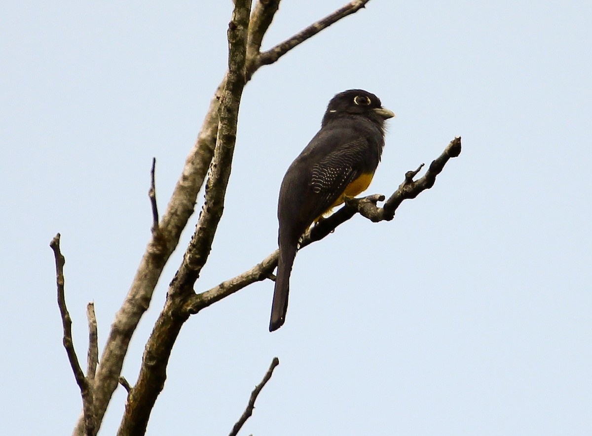 Guianan Trogon - ML204843711