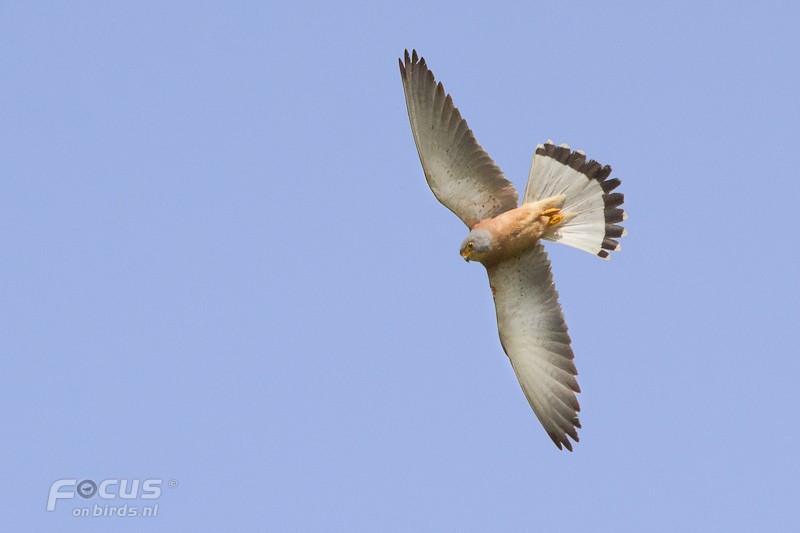 Lesser Kestrel - Mattias Hofstede