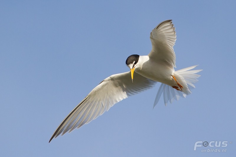 コアジサシ - ML204843821