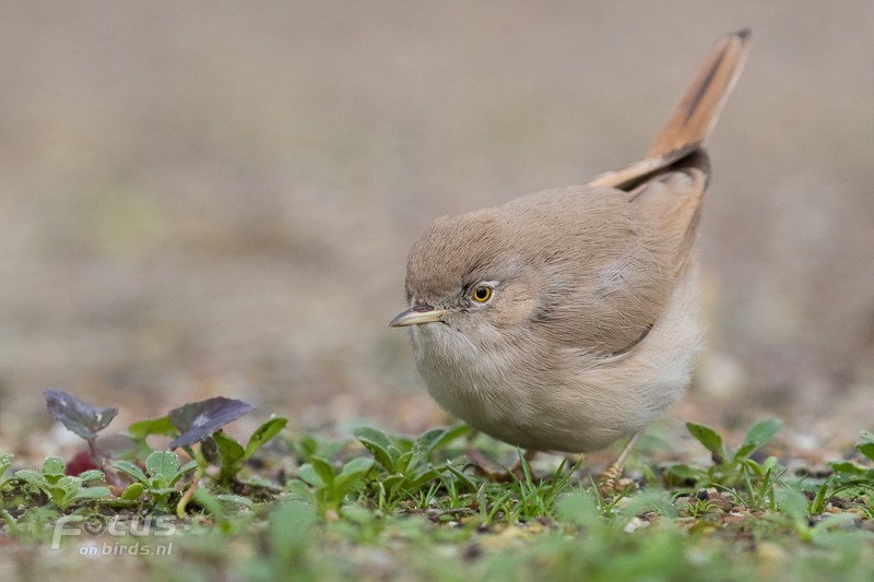 Asian Desert Warbler - ML204843841