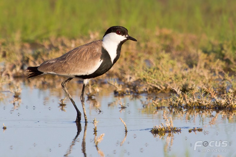 Spur-winged Lapwing - Mattias Hofstede