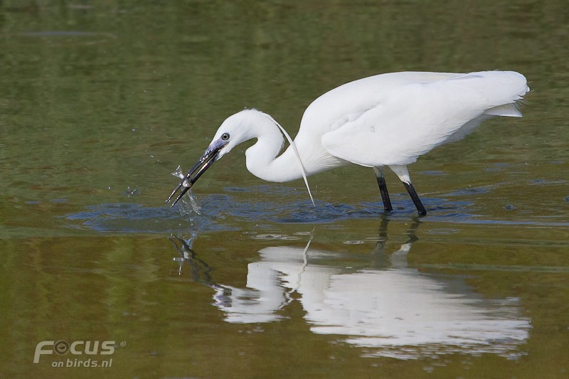 Little Egret (Western) - ML204844001