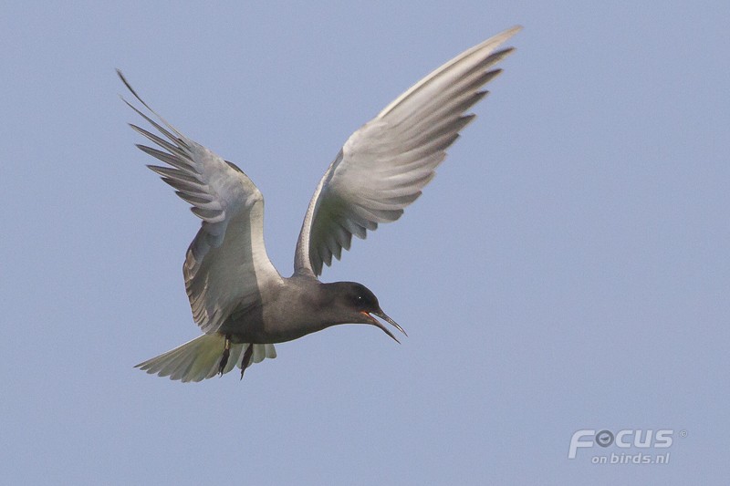 Крячок чорний - ML204844041