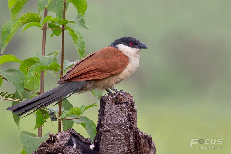 Senegal Coucal - Mattias Hofstede