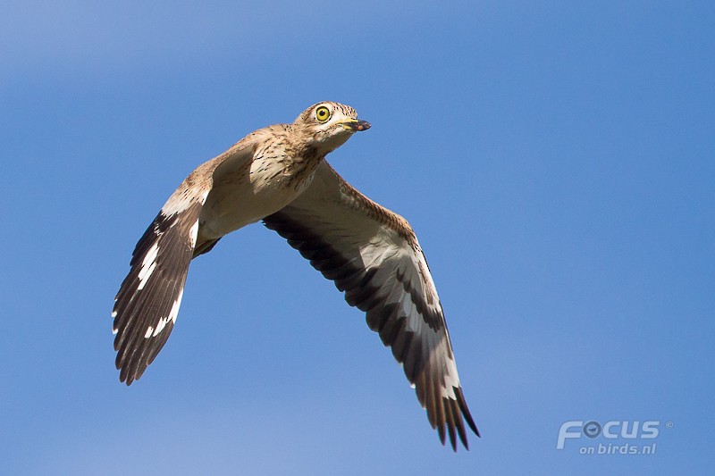 Senegal Thick-knee - ML204844151