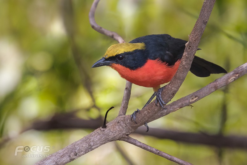 Yellow-crowned Gonolek - ML204844191
