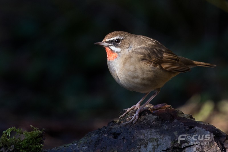 ノゴマ - ML204844201