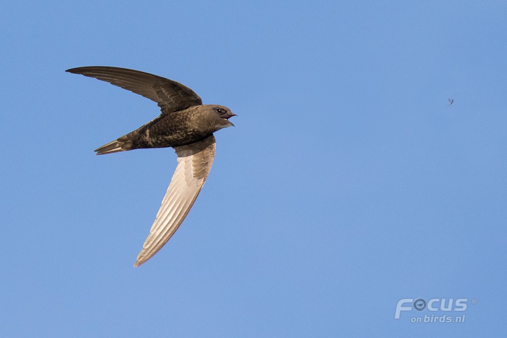 Common Swift - ML204844301