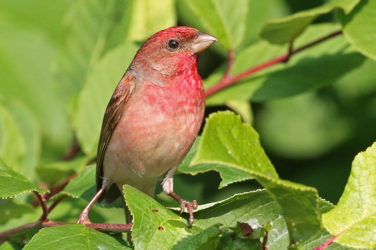 Common Rosefinch - ML204844581