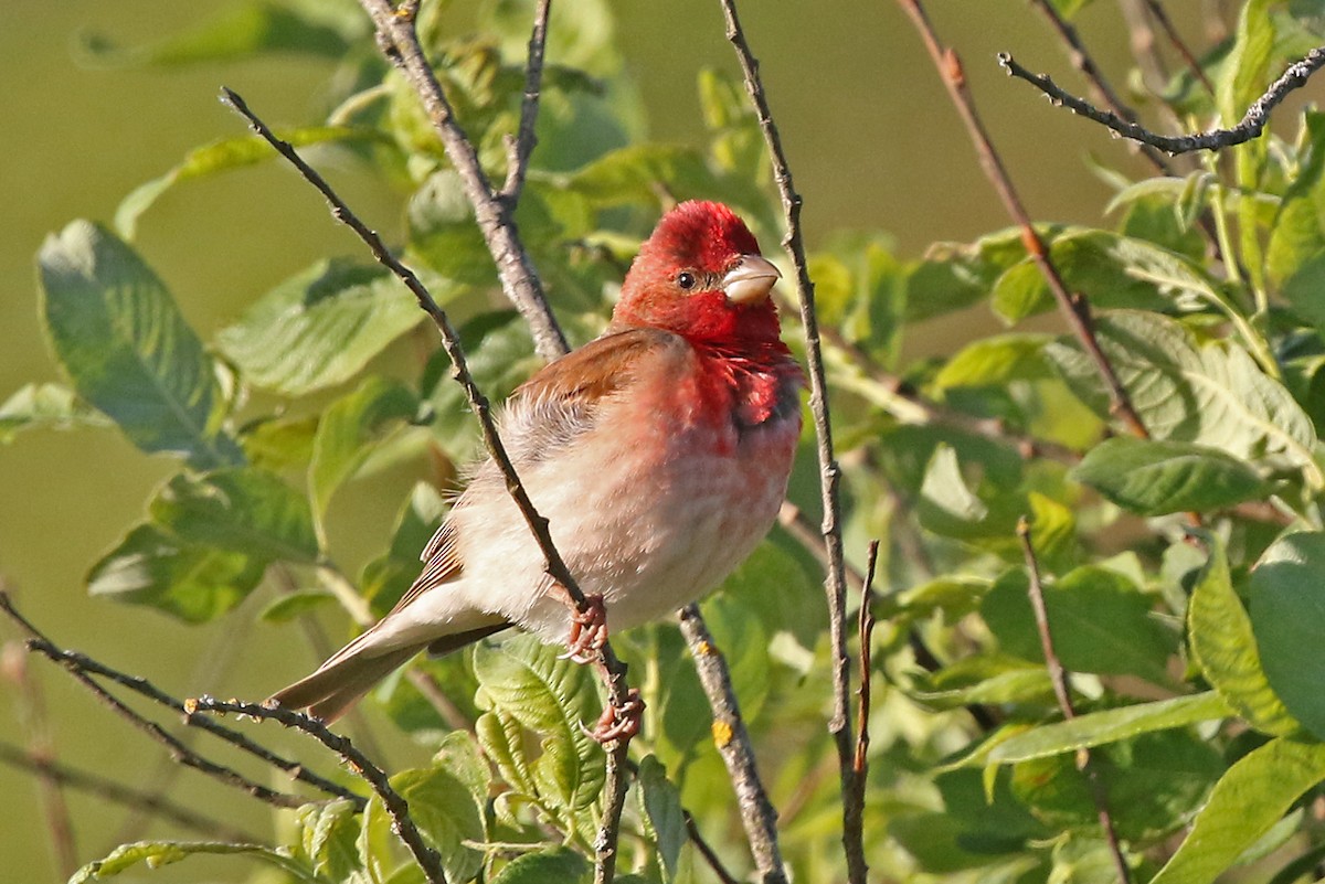 Common Rosefinch - ML204844831