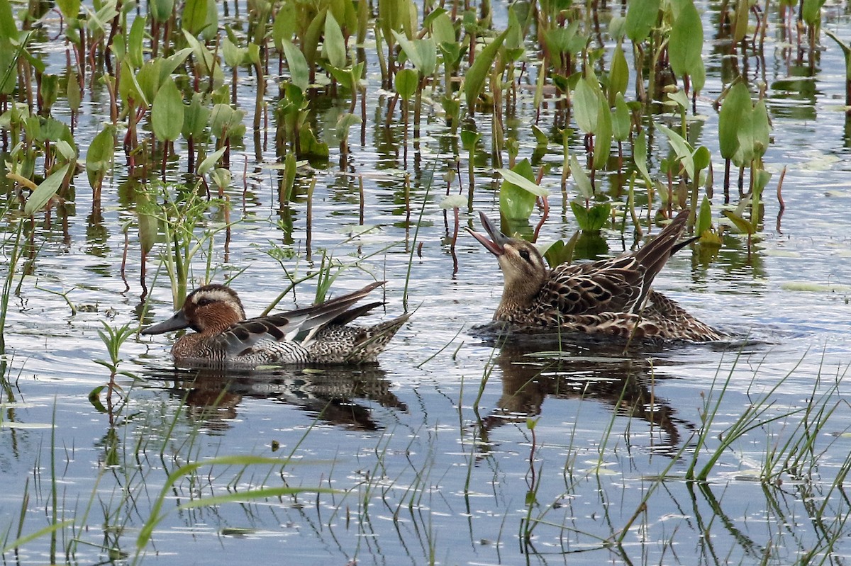 Garganey - ML204844851