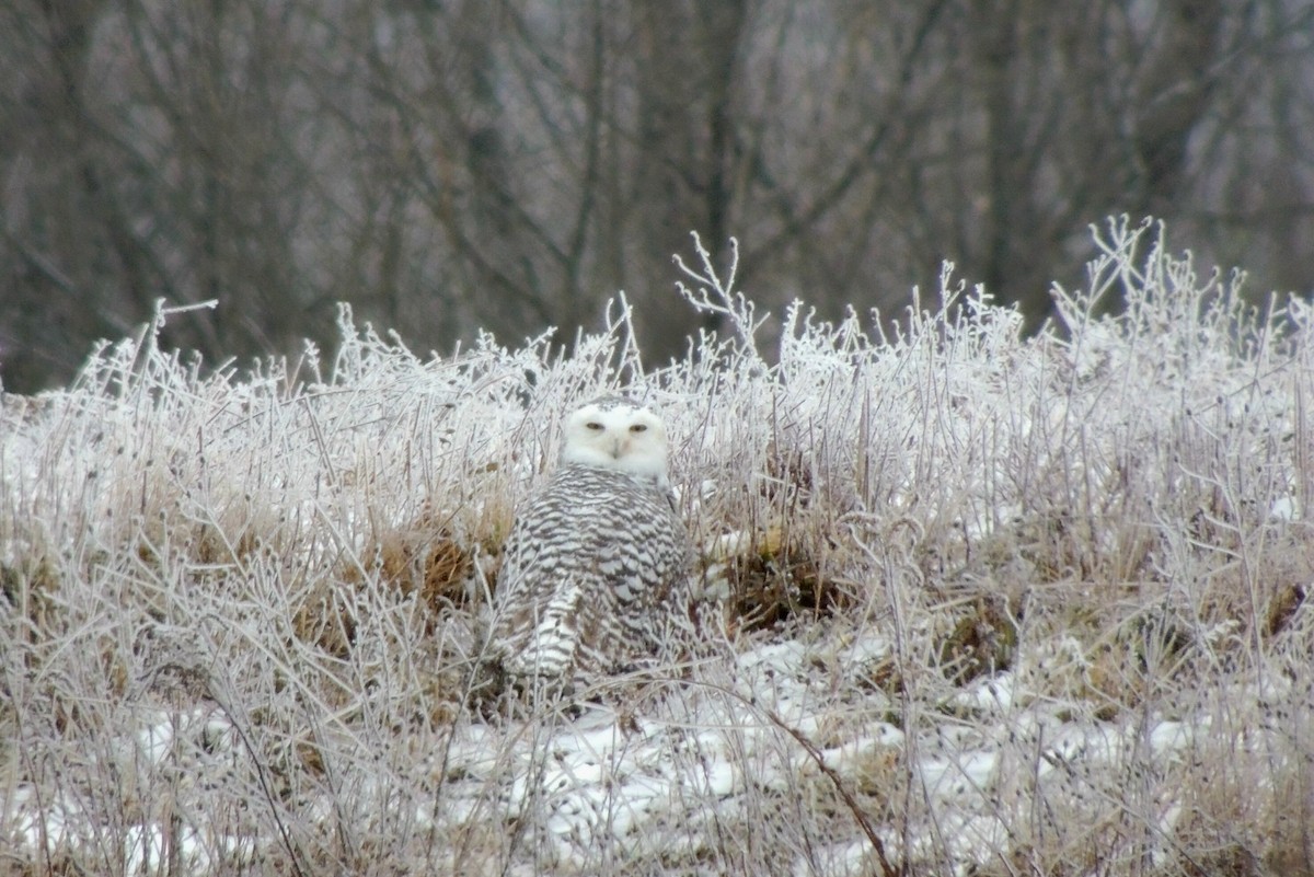 Snowy Owl - John Haas