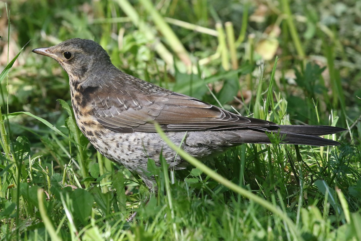 Fieldfare - Phillip Edwards