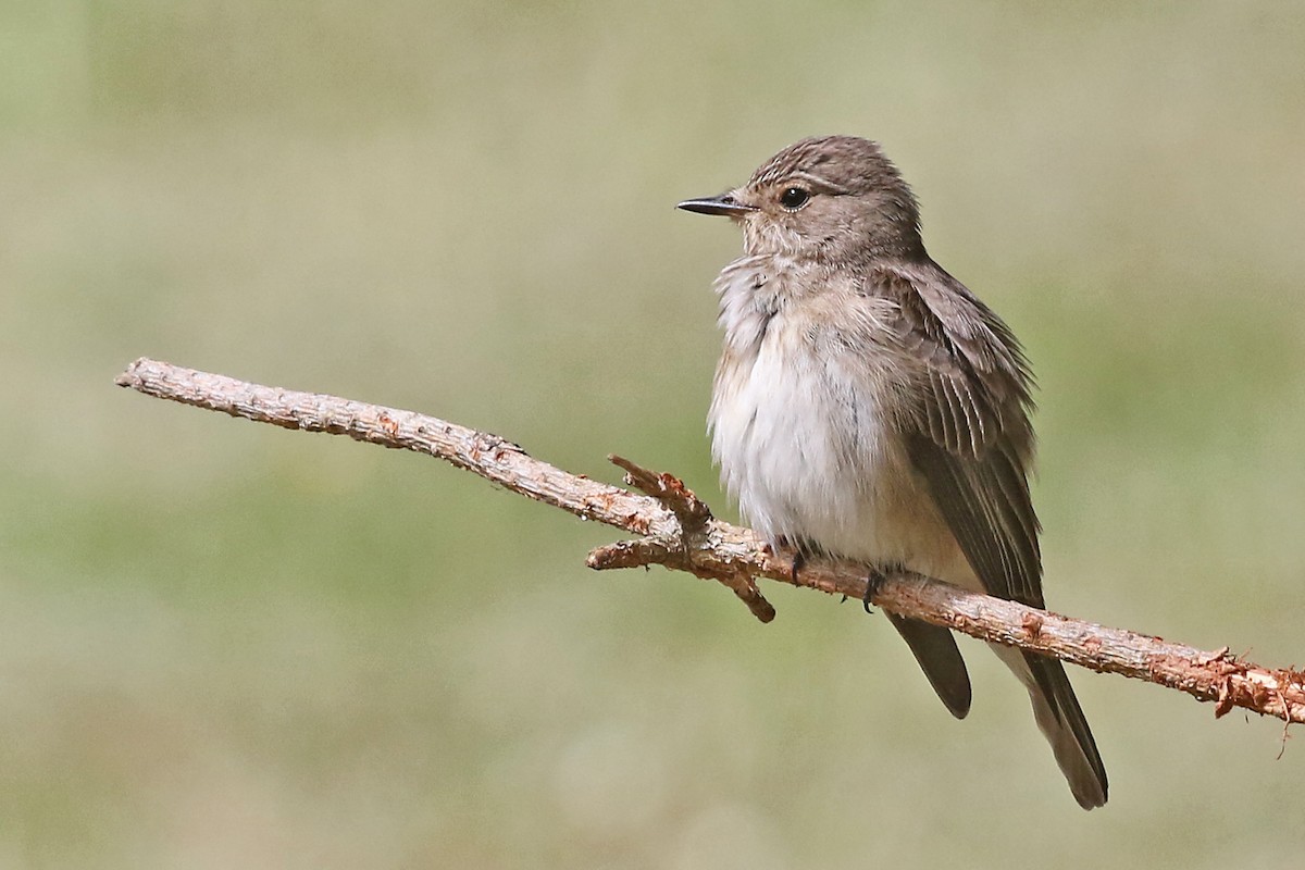 Papamoscas Gris (grupo striata) - ML204845011