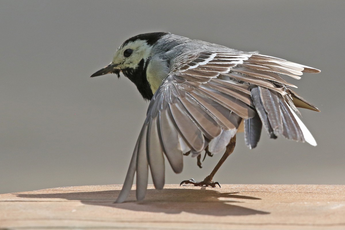 White Wagtail (White-faced) - ML204845021