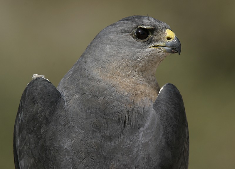 レバントハイタカ - ML204845301