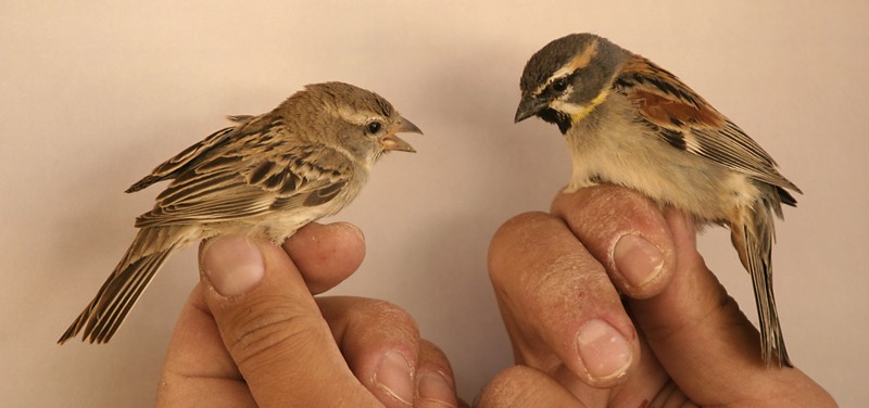 ペルシアスズメ（moabiticus） - ML204845311