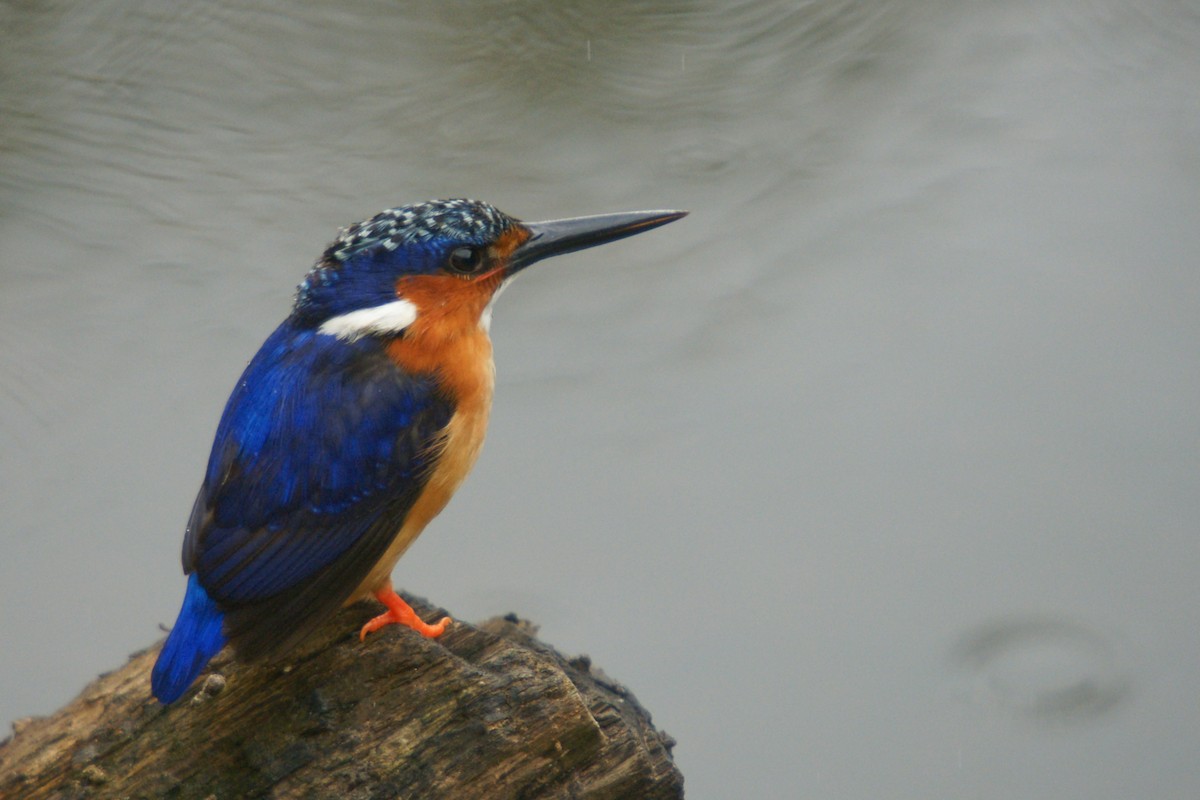 Malagasy Kingfisher - Yvonne Stevens