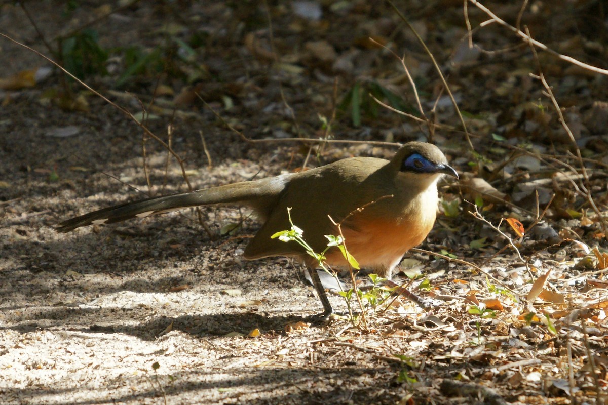 Giant Coua - ML204845451