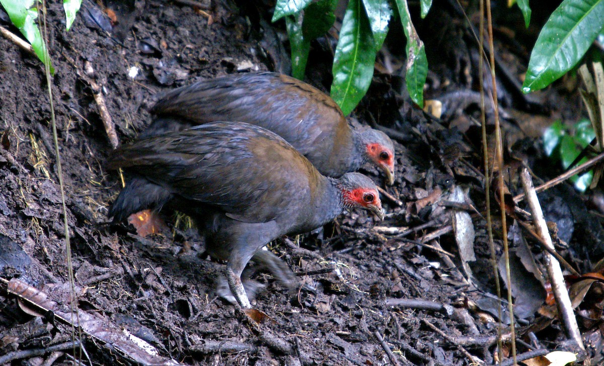 Philippine Megapode - ML204845491