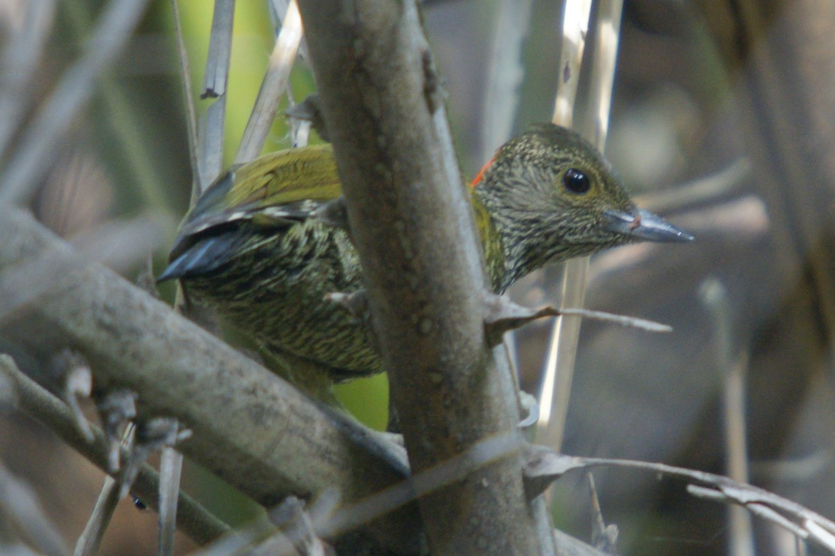 Buff-spotted Woodpecker - ML204845521