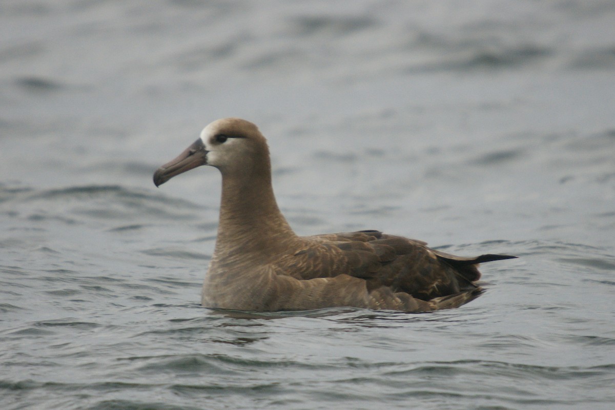 Kara Ayaklı Albatros - ML204845551