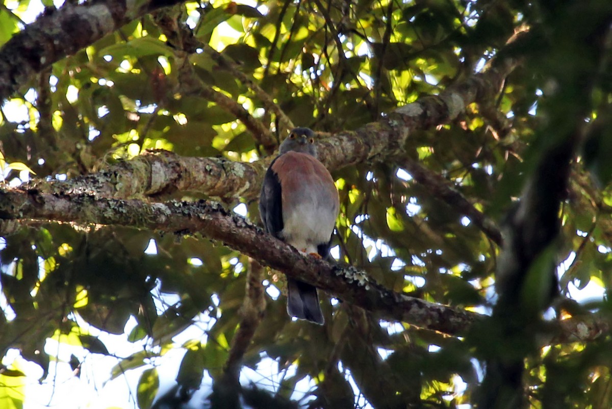 Small Sparrowhawk - ML204845731